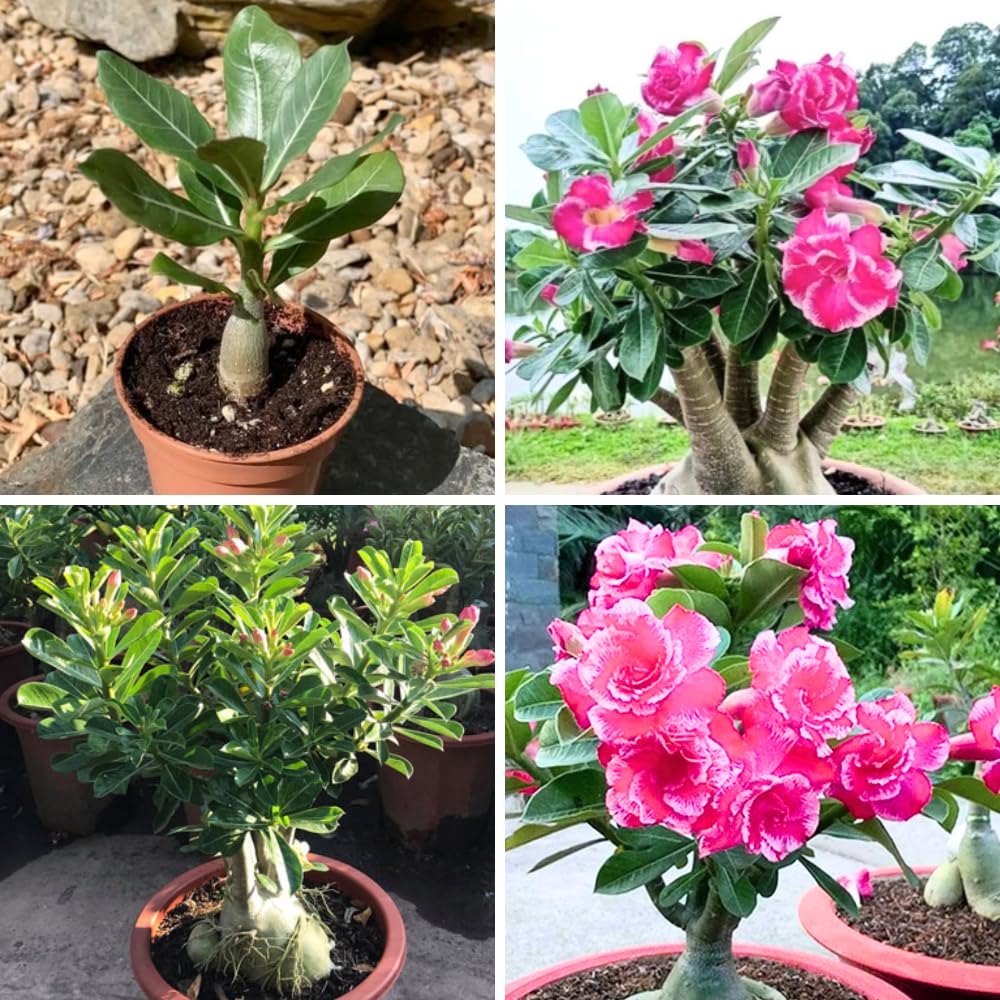 Pink Desert Rose Plant Live, Adenium Desert Rose Bushes Well Rooted, 4-7" Tall, Flowering Succulent Seedling