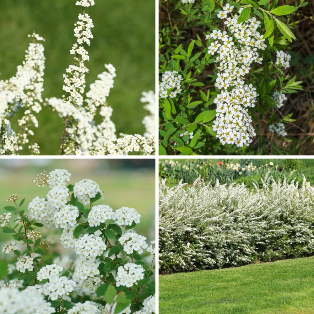 Live White Spirea Quart Pot Plant for Outdoor Garden, Dormant in Winter