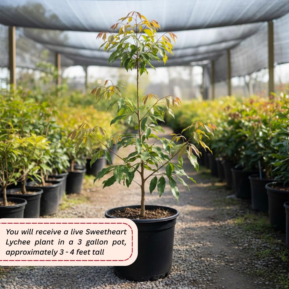 Sweetheart Lychee Tree Live Plant, Lychee Fruit Tree, 3 Gallon Pot, 3-4 Feet Tall, Hardy Litchi Plant Live for Indoor Outdoor Growing, No Ship to CA