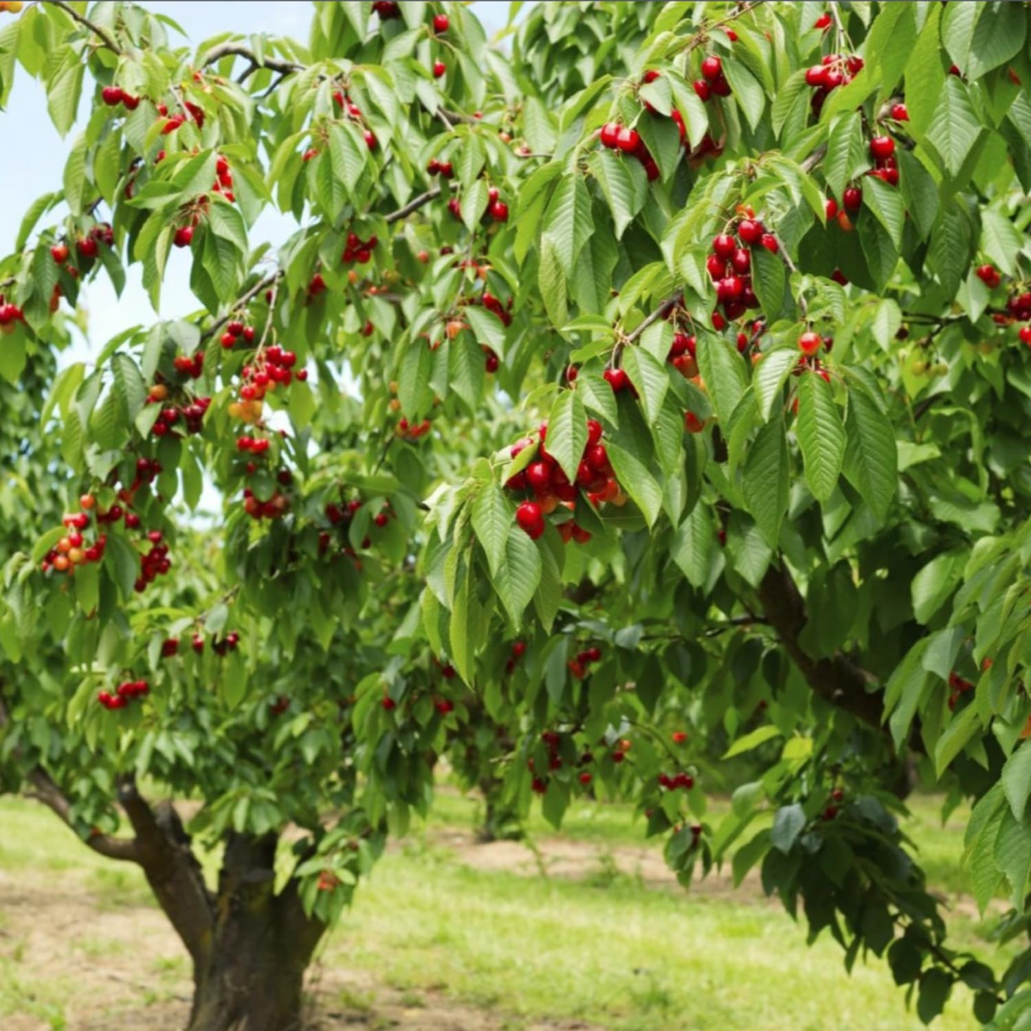 Cherry Tree Live Plant, Cherry Fruit Plant 3-4 Feet Tall in 3 Gallon, Sweet Fruit Tree, Cold Hardy for Outdoor Growing (Dark Red Cherry)
