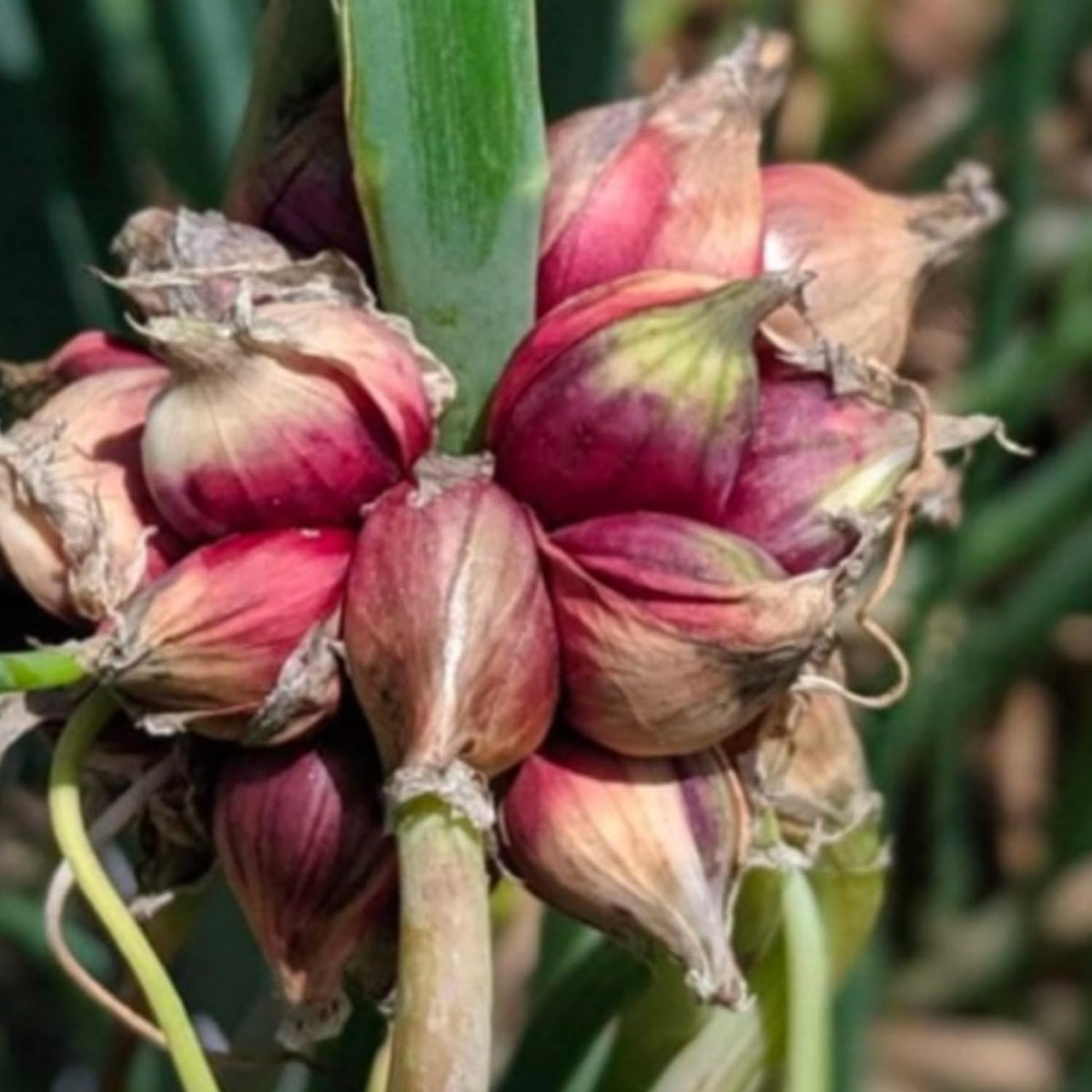 5 Hardy Walking Onion Live Plants, Fresh Vegetable Plant, 5 Inch Tall