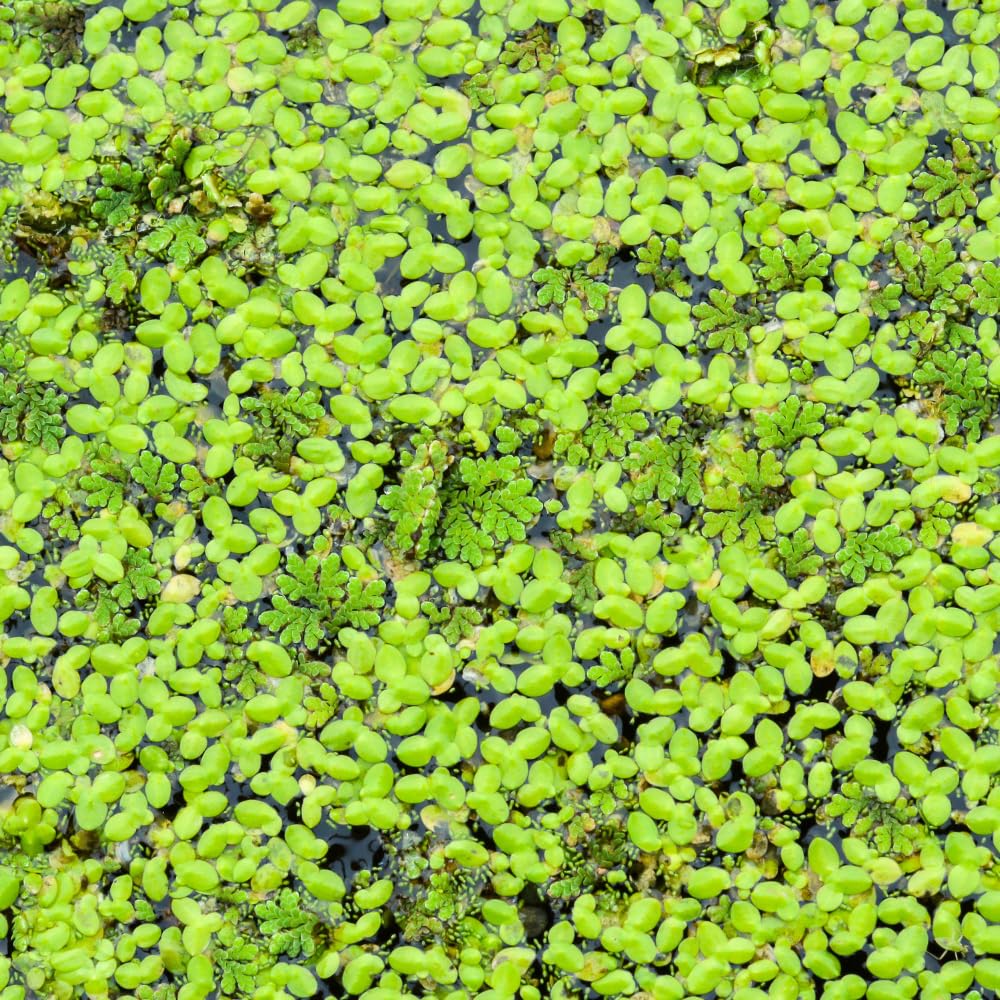4000 Duckweed Aquatic Live Plant, Small Green Floating Freshwater Plant
