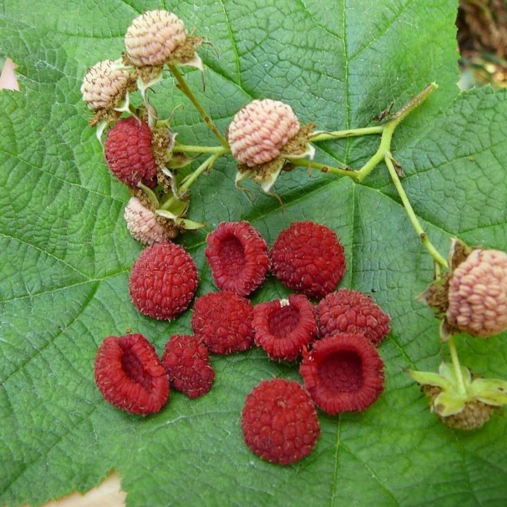 Red Thimbleberry Plant Live, Sweet Edible Berry Plant, 4-8 Inch Tall