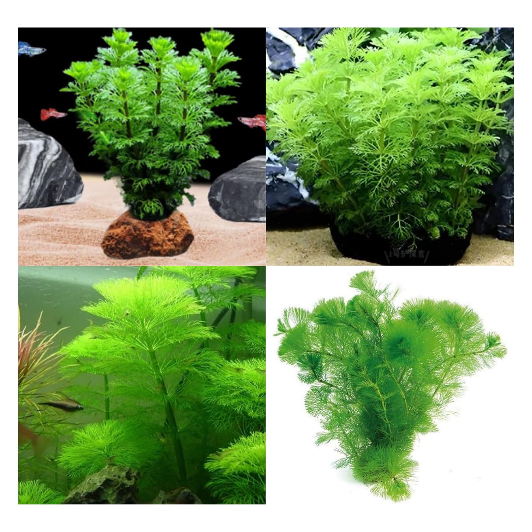 7 Stems Cabomba Aquarium Plants Live, Green Cabomba Live Aquarium Plant, Green Cabomba Plant, 4 to 7 Inches Tall, Aquatic Plant Live