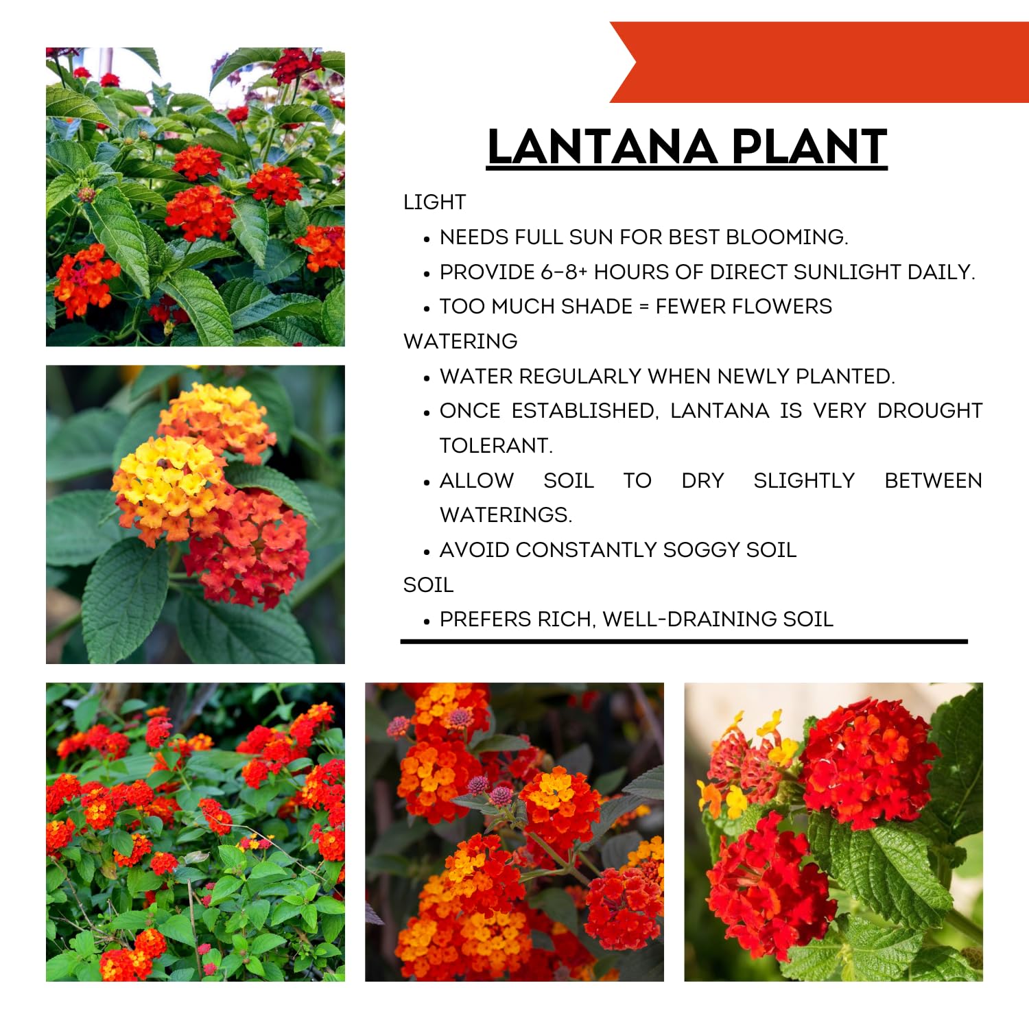 2 Lantana Plants Live, Lantanas Live Plants for Planting Indoor Outdoors, Perennial Flowers, 4-9 Inch Tall Well-Rooted (Red Lantana)