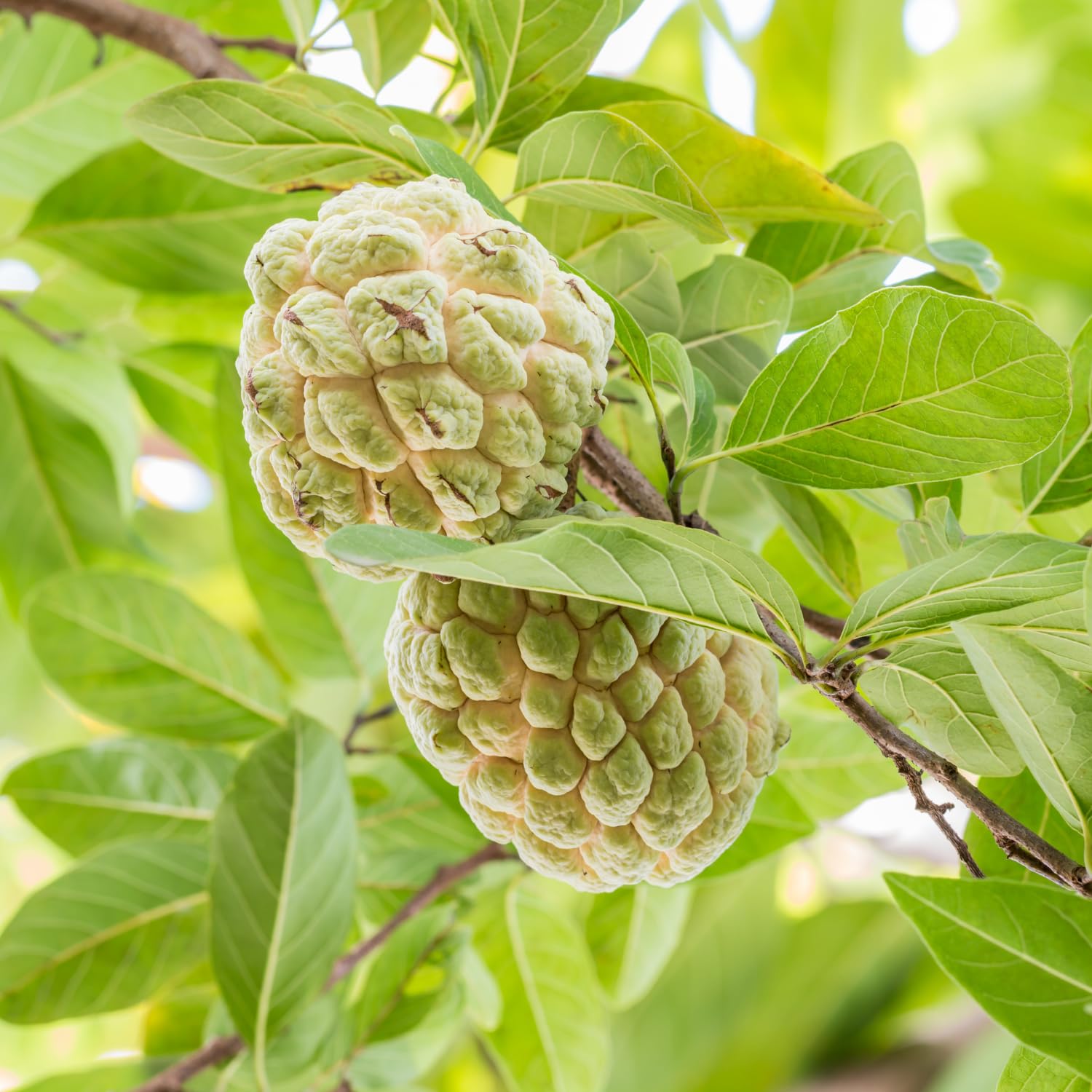 Creamy Sugar Apple Tree Live Plant in Gal Pot, Annona Squamosa Fruit Tree Outdoor Planting 24-30'' Tall, No Ship CA