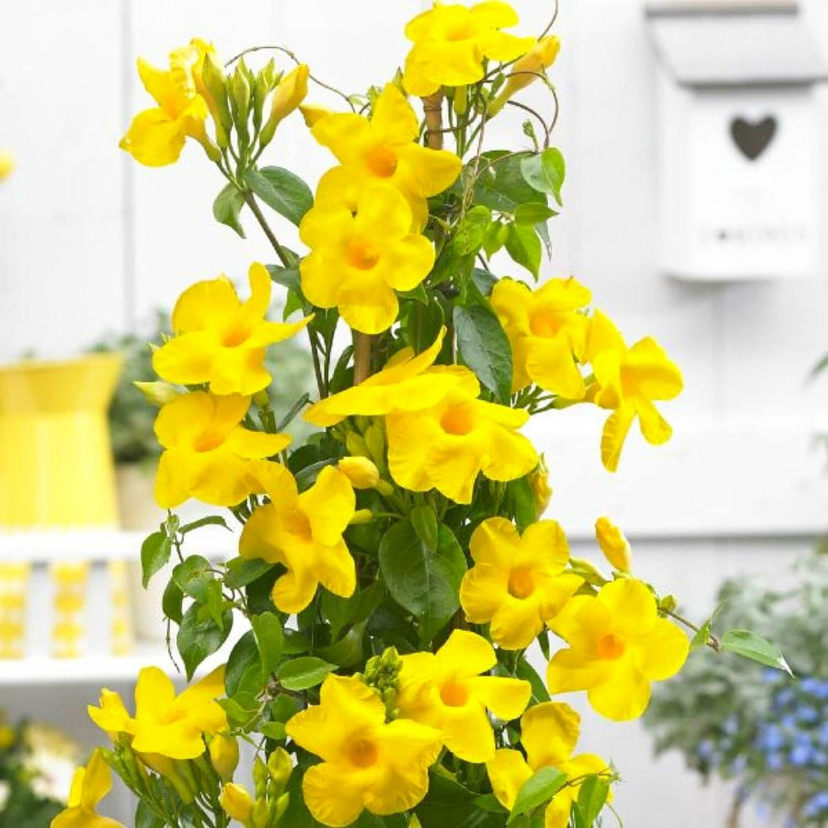 2 Mandevilla Live Plant Vine, Mandevilla Plants Live 5 to 8 Inc Tall Plant Growing Perennial Flowers (Yellow)