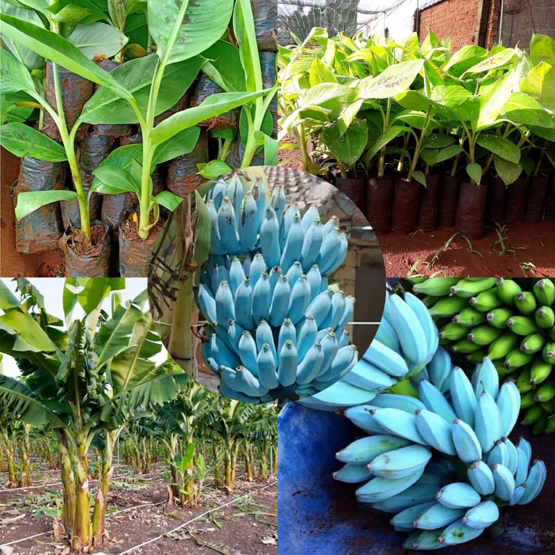 Ice Cream Banana Plant Live for Planting, Banana Trees Live Plants for Outdoor Indoor Planting, Cold Hardy, 4-7" in Tall, No Pot, Musa Plant