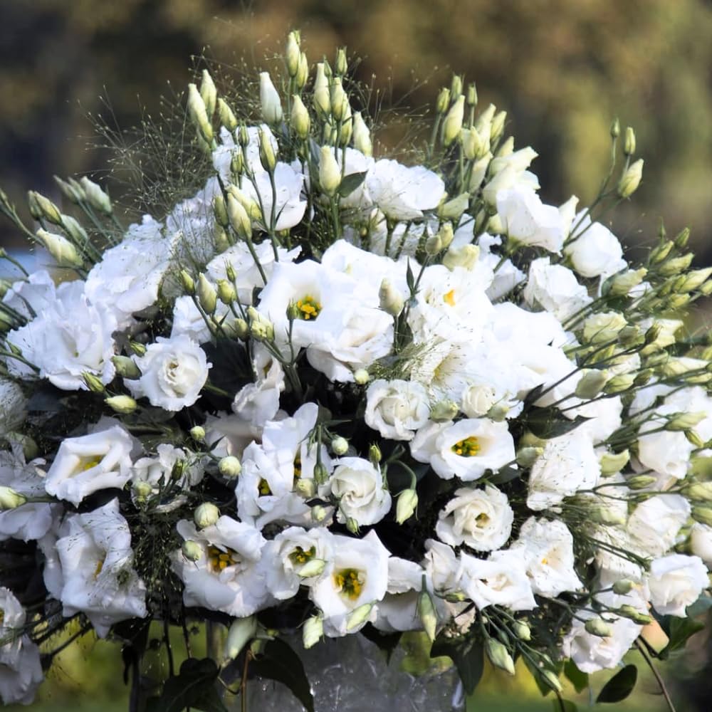 2 Eustoma Lisianthus Live Plants, Lisianthus Flowers Seedlings, 2-3 Inch Tall Well-Rooted Plug, Lisianthus Plants (White Lisianthus)