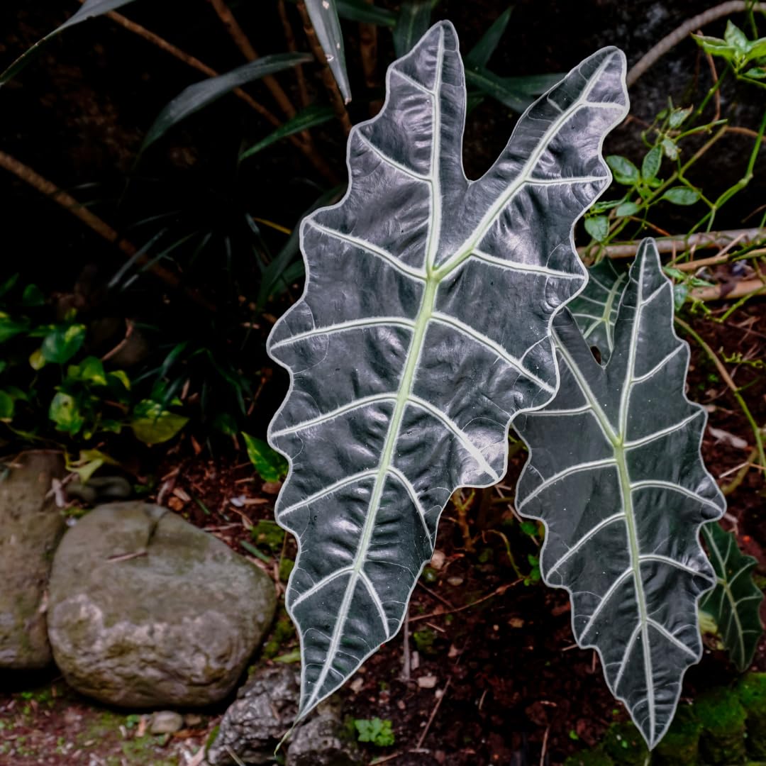 Live Alocasia Plant, Rare Alocasia Plant, Tropical Indoor Houseplant, 4-8 Inch Tall for Planting (Glossy Alocasia)