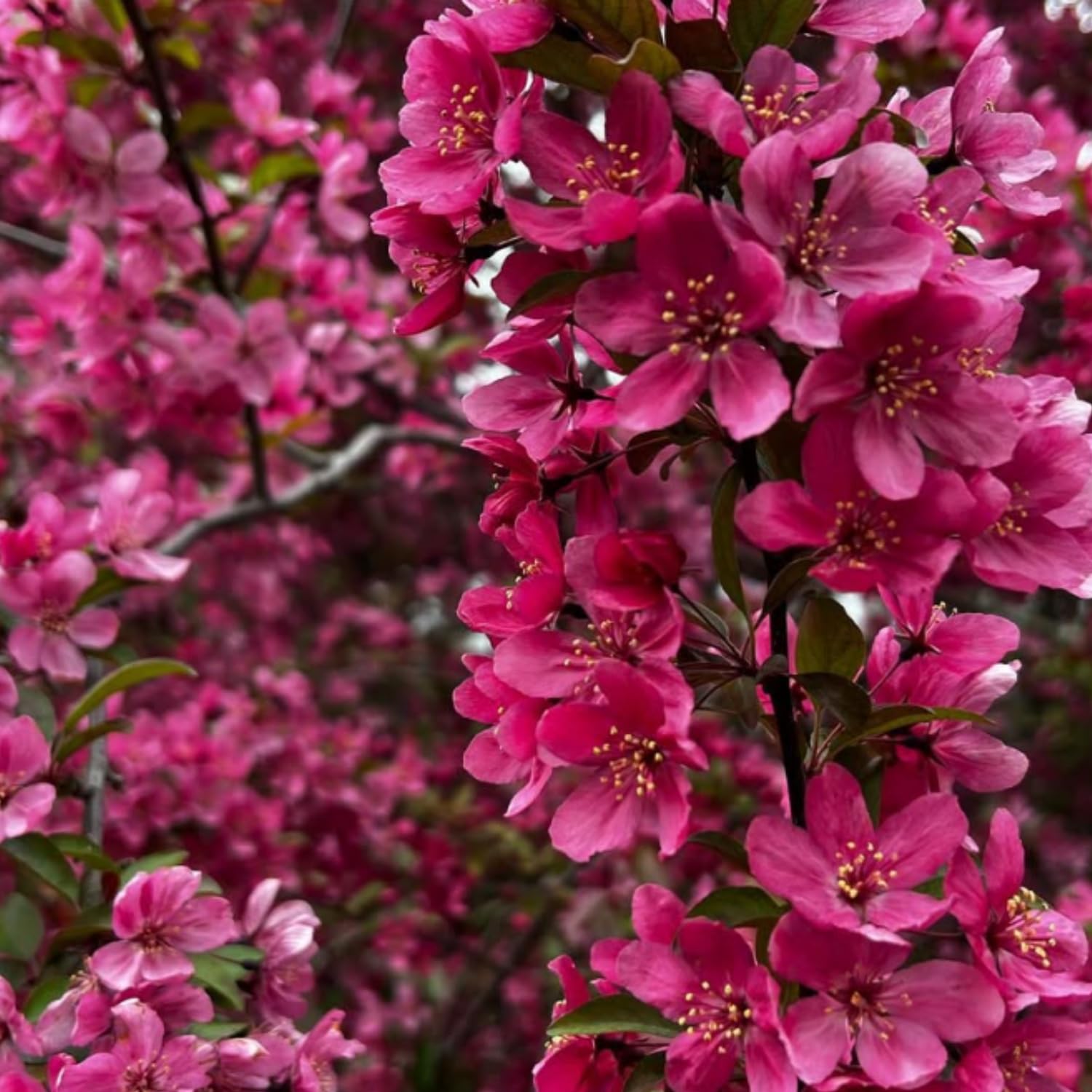 Eastern Redbud Plant Live, Red Bud Tree Live Plant, Pink Lavender Redbud Blooms Color, 1-2 Feet Tall for Outdoor Growing