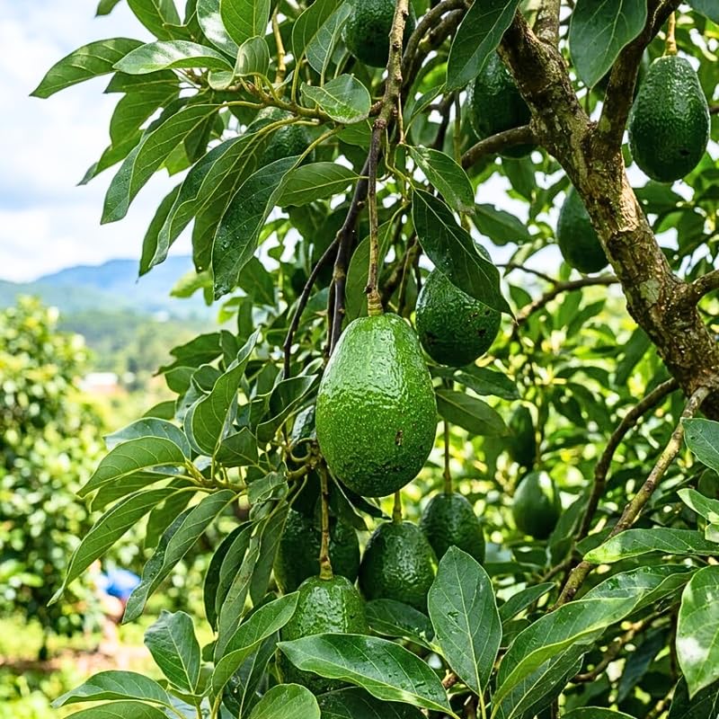 Dark Green Avocado Tree Live Plant in 3 Gallon Pot, 1-2' Tall, Avocado Fruit Tree, Cold Hardy for Planting, No Ship to CA