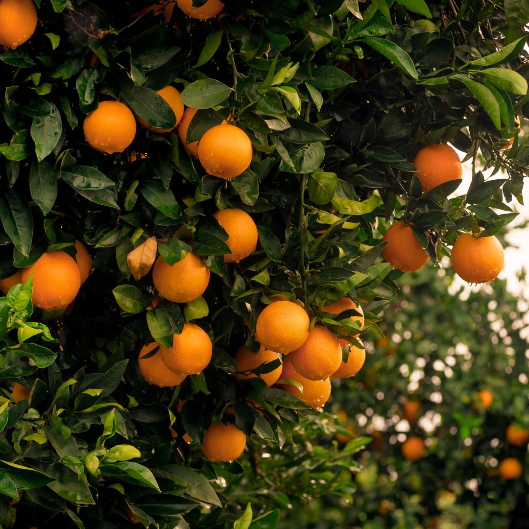 Live Navel Orange Tree, Sweet Orange Fruit Plant, 3-4 Feet Tall in 5 Gallon Pot, Ready for Planting