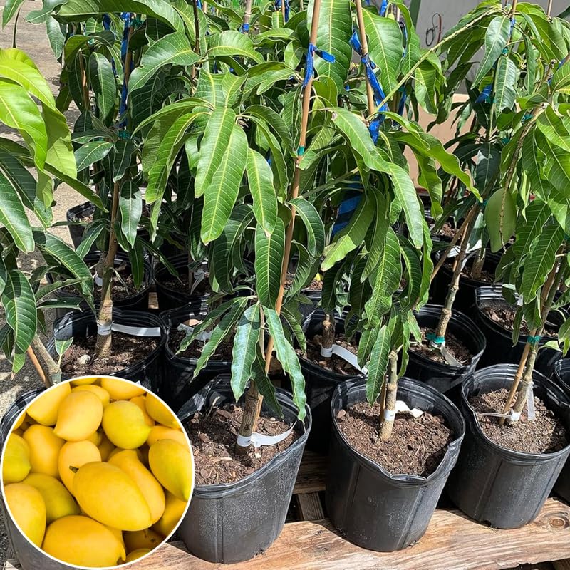 Mango Tree Live Plant, Fully Rooted in 3 Gallon Pot, Tropical Mango Fruit Tree for Indoor or Outdoor Growing