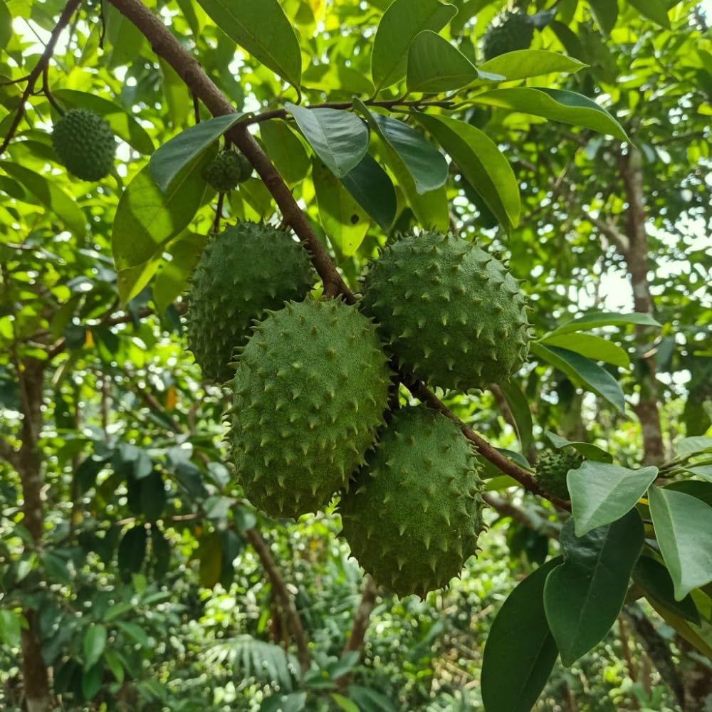 Soursop Plant Live, Guanabana Giant Soursop Tree Live Plant, 3 Feet Tall, Soft Pulp, Annona Guanabana Plant for Zones 10-11, No Ship to CA