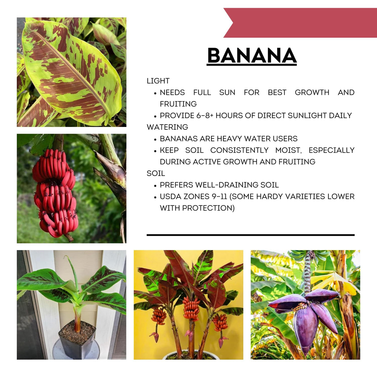 Zebrina Banana Tree Live Plant, Cold Hardy Banana Plant Live, Tropical Banana Fruit Seedling, Well Rooted 4-8 Inch Tall