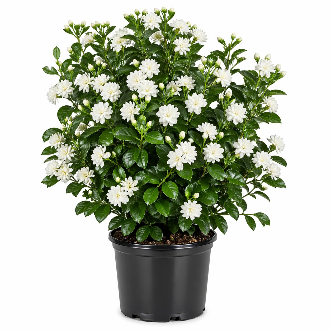 Grand Duke Jasmine Plant in 3 Gallon Pot, Fragrant White Jasmine Flowers, Hardy Shrub, 2-3 Feet Tall, No Shipping to CA