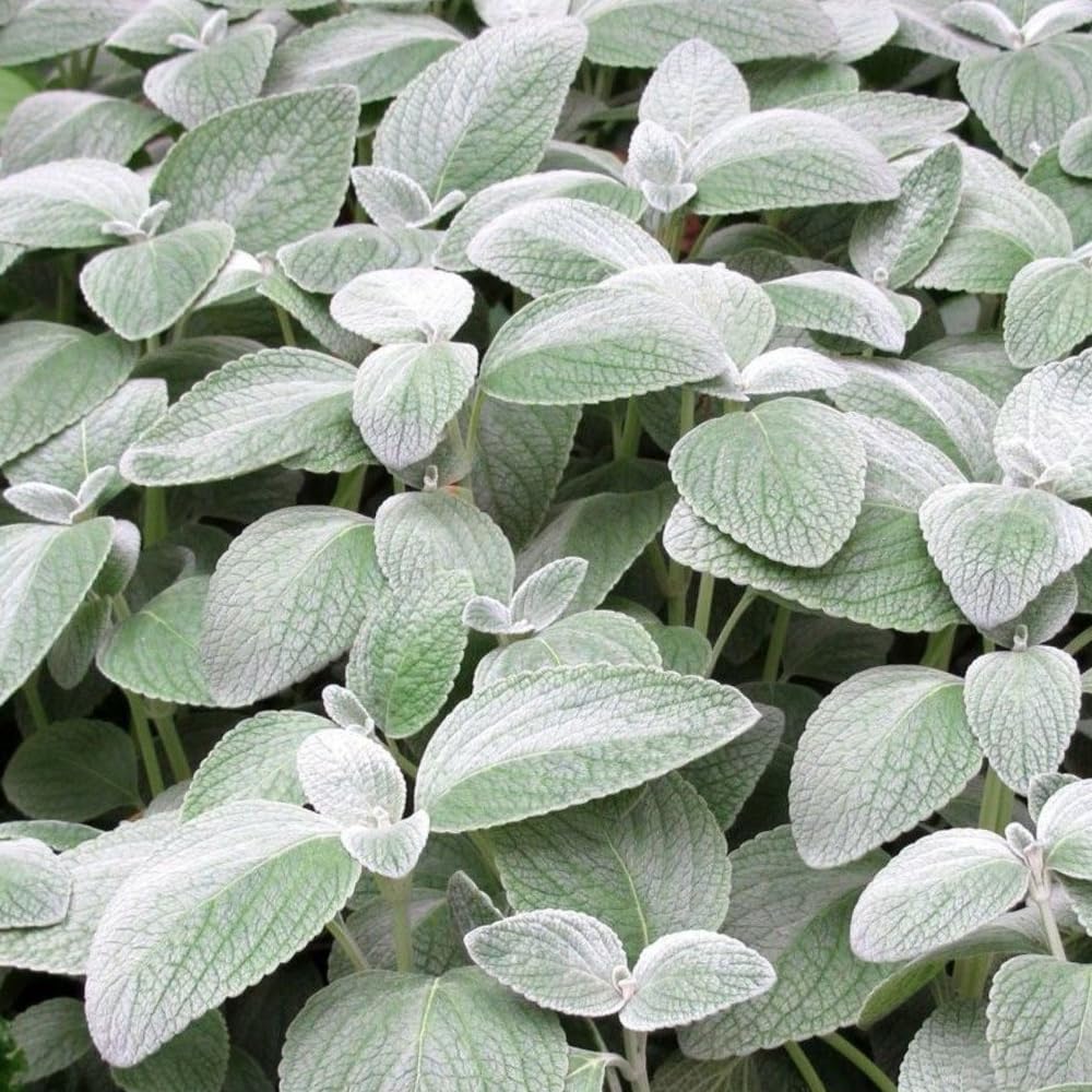 Set 2 Swedish Ivy Plant Live, Silver Swedish Ivy Plants Live House Plants, Seedlings from 2 to 4 Inches Tall, 2 Inches Pot