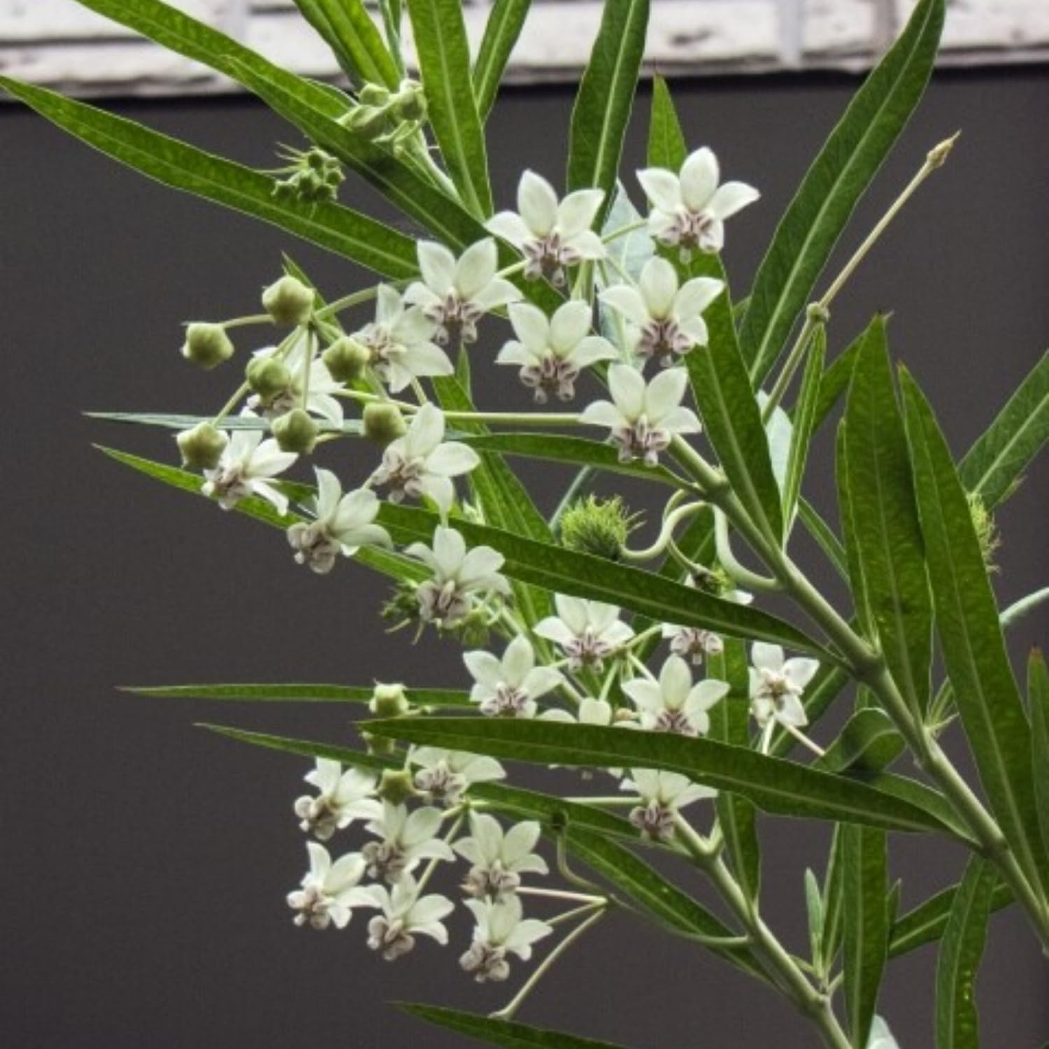 Milkweed Plants Live, 4 White Milkweed Live Plants, Asclepias Tuberosa Plants Flower Plant from 5 to 9 Inches Long, Indoor, Outdoor