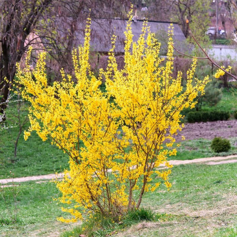 Forsythia Plant, 2 to 3 ft Forsythia Plant Live in Gallon, Yellow Lynwood Bush Shrub Outdoors, Dormant in Winter