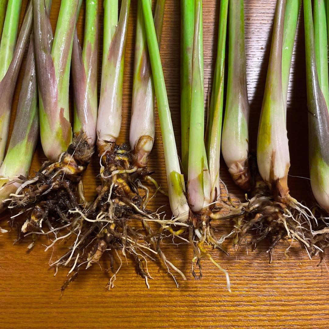 3 Lemongrass Live Plants, Lemon Grass Plant Well-Rooted Stalks 5-9” Tall, Spring Planting Outdoor, Hardy Culinary Herb, Fragrant Herb