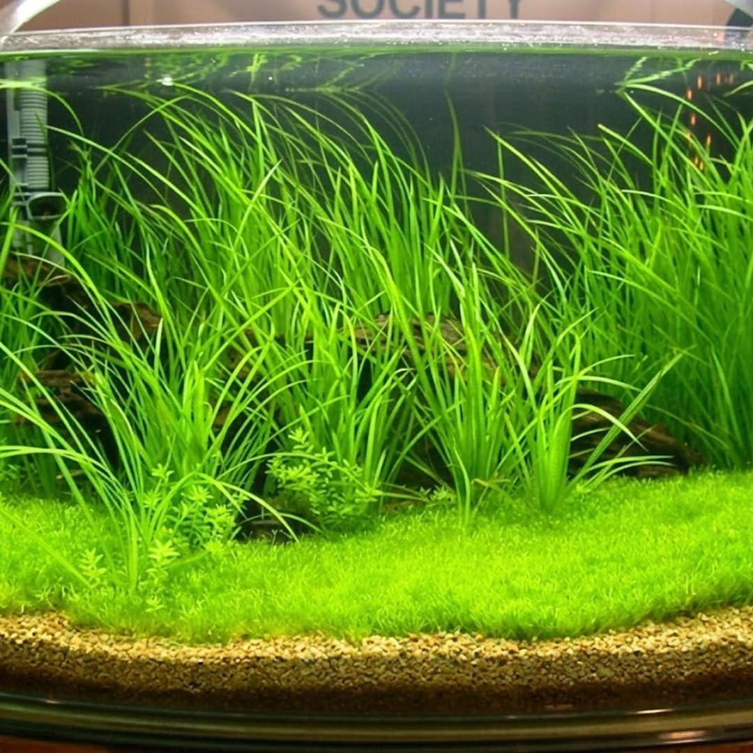Live Dwarf Hair Grass, Aquatic Plant for Planting