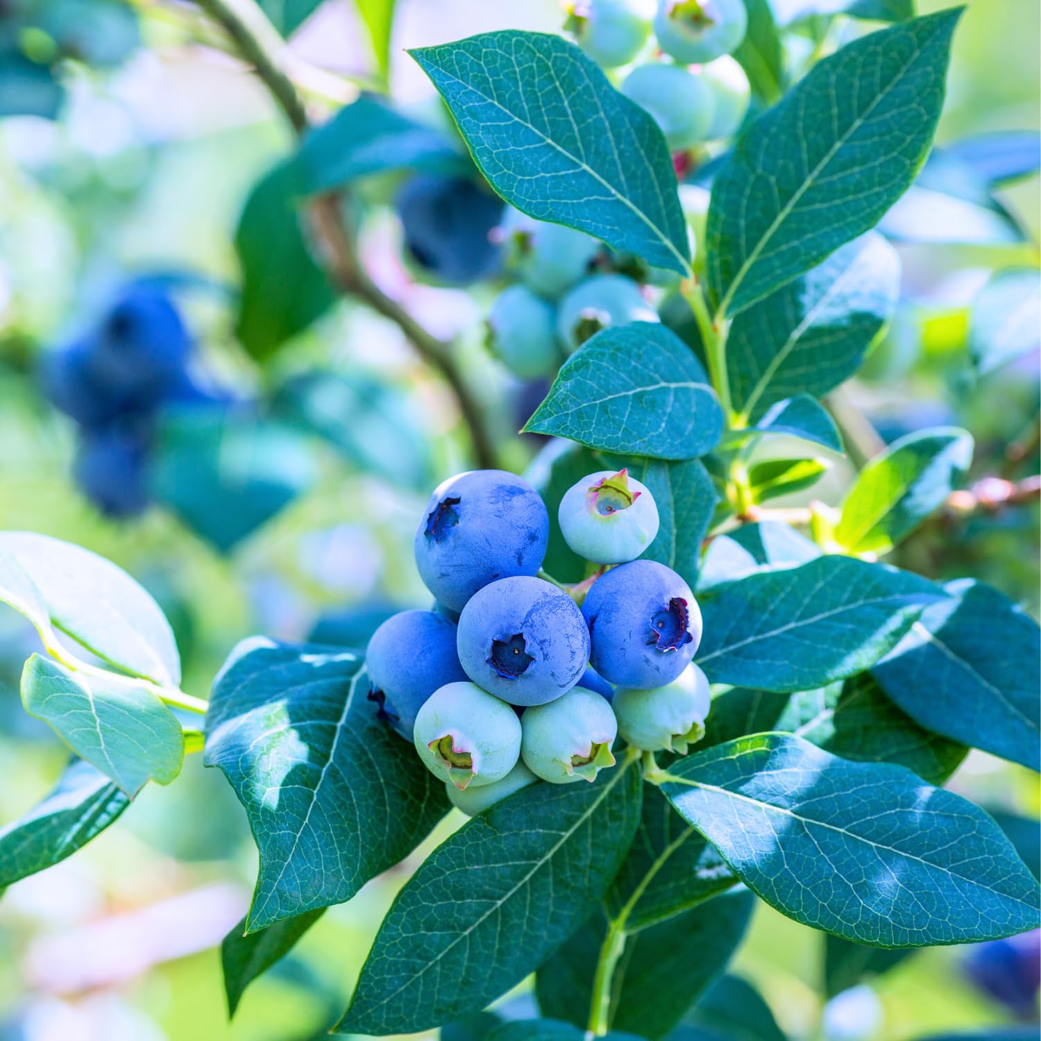 Set 2 Blueberry Bushes Live Plants, Blueberry Plants Live for Planting, Blueberry Fruit Trees, 5-9 Inch Tall (Jewel Blueberry)