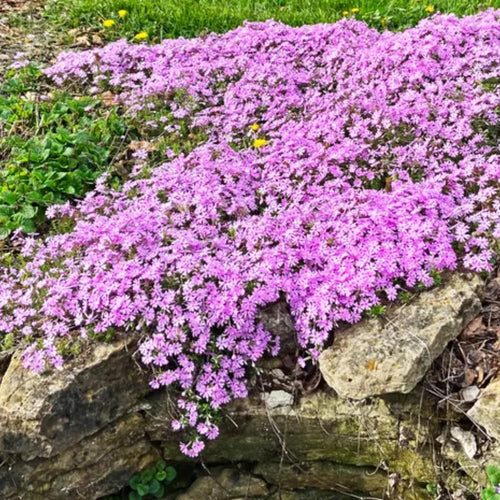 2 Pink White Creeping Phlox Plants Live Perennials, Creeping Phlox Live Plants, 4-6 Inch Tall, Ornamental Phlox Flowers Seedlings