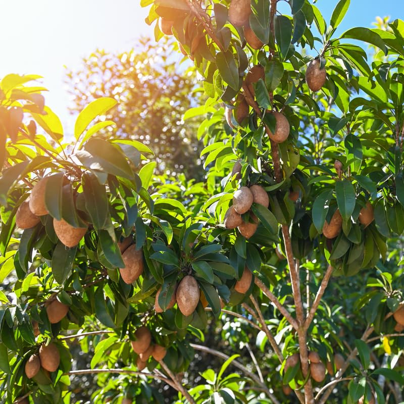 Sapodilla Tree Live Plant in 3 Gallon Pot, Sapodilla Fruit Tree, Sapote Plant from 2-3 Feet Tall, Tropical Live Fruit, No Ship to CA
