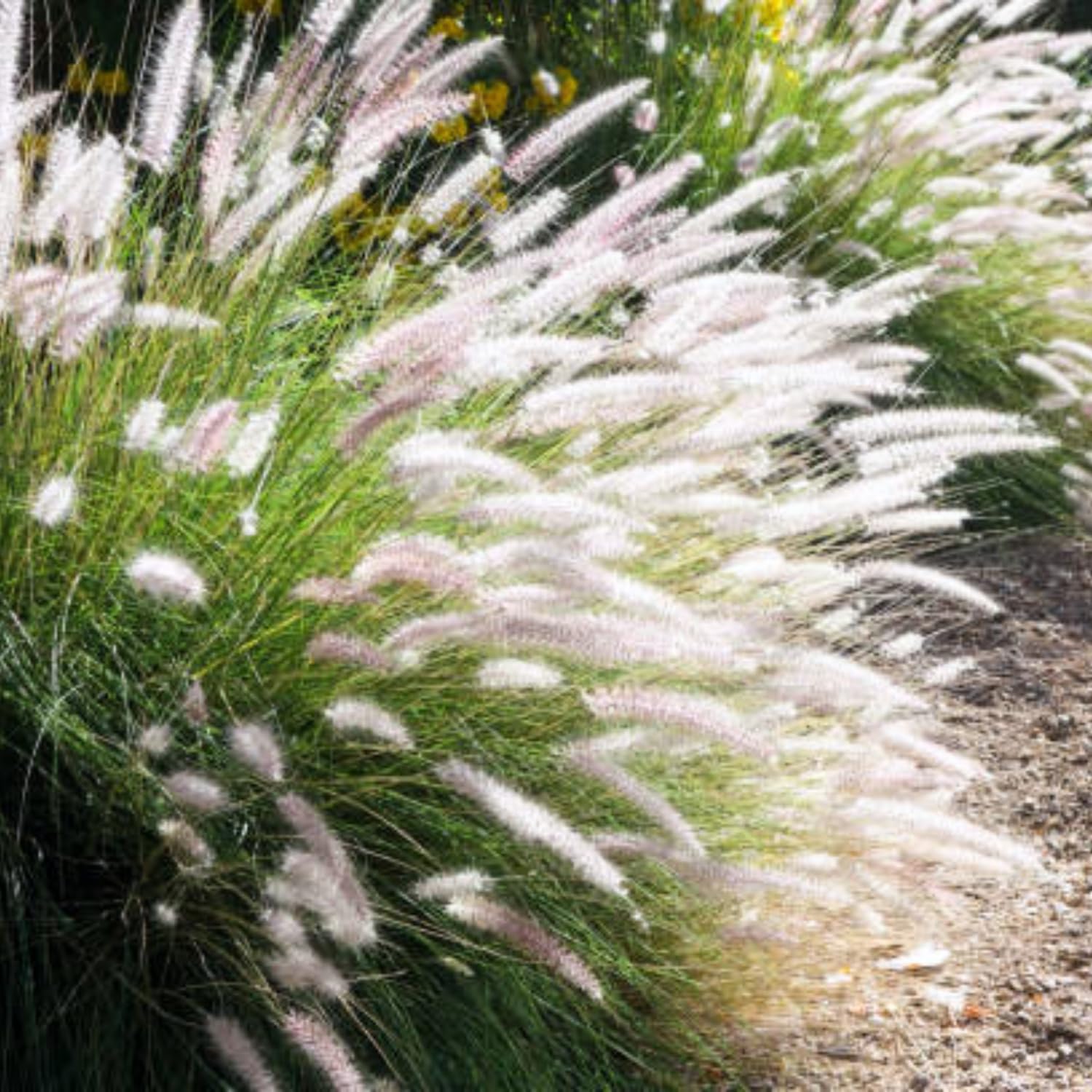 2 Mix Fountain Grass Plants Live, Tall Ornamental Perennial Grass for Landscaping, 5-9 Inch Height Well Rooted
