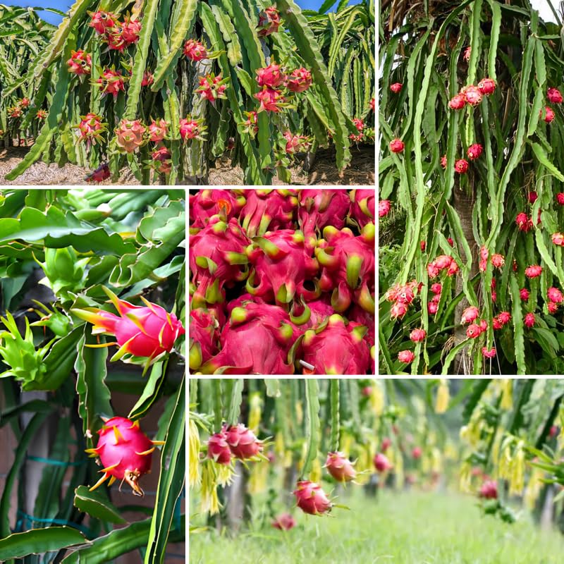 Set of 3 Dragon Fruit Plants Live, 4-7 Inches Tall, Tropical Dragonfruit Cactus Tree for Outdoor Spring Growing (Baby)