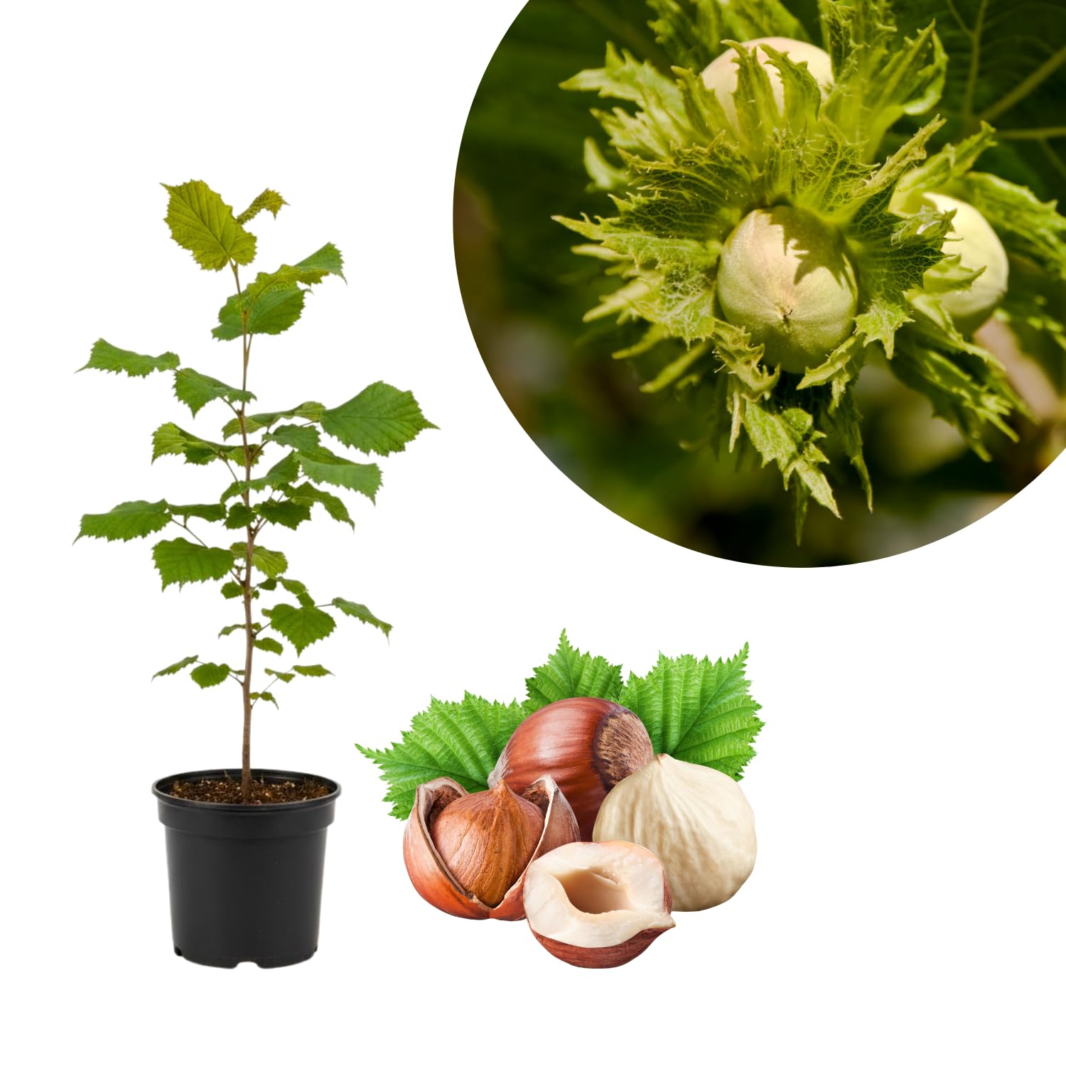 Hazelnut Tree Plant Live, 1-2 Feet Tall Fully Rooted, Fast-Growing Nut Tree, Edible Cold Hardy Fruit Trees, Winter Dormant