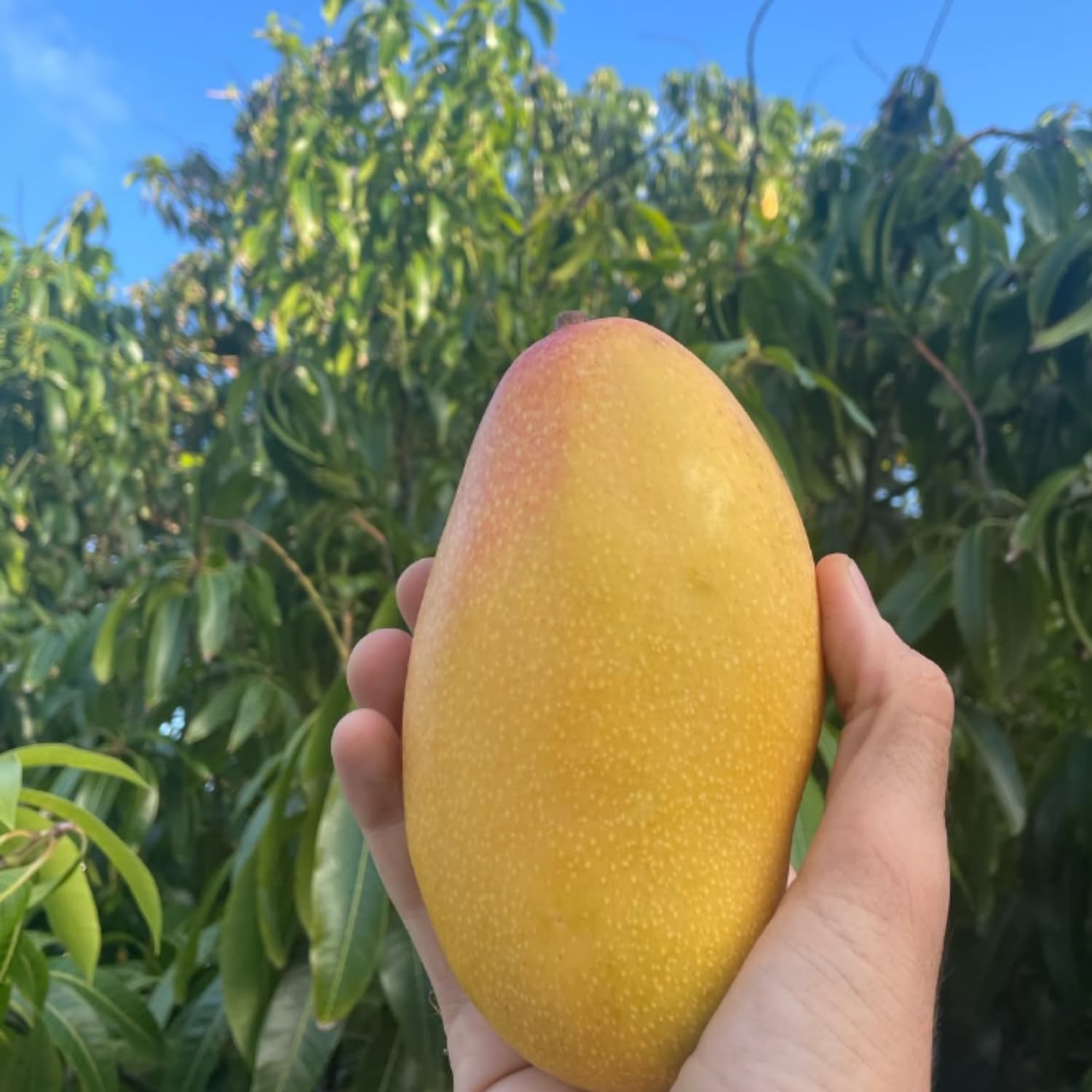 Pride Mango Plant Live, Sweet Tropical Mango Live in 3 Gallon Pot, Mango Fruit Tree for Outdoor Planting, 3-4 Feet Tall, No Ship to CA