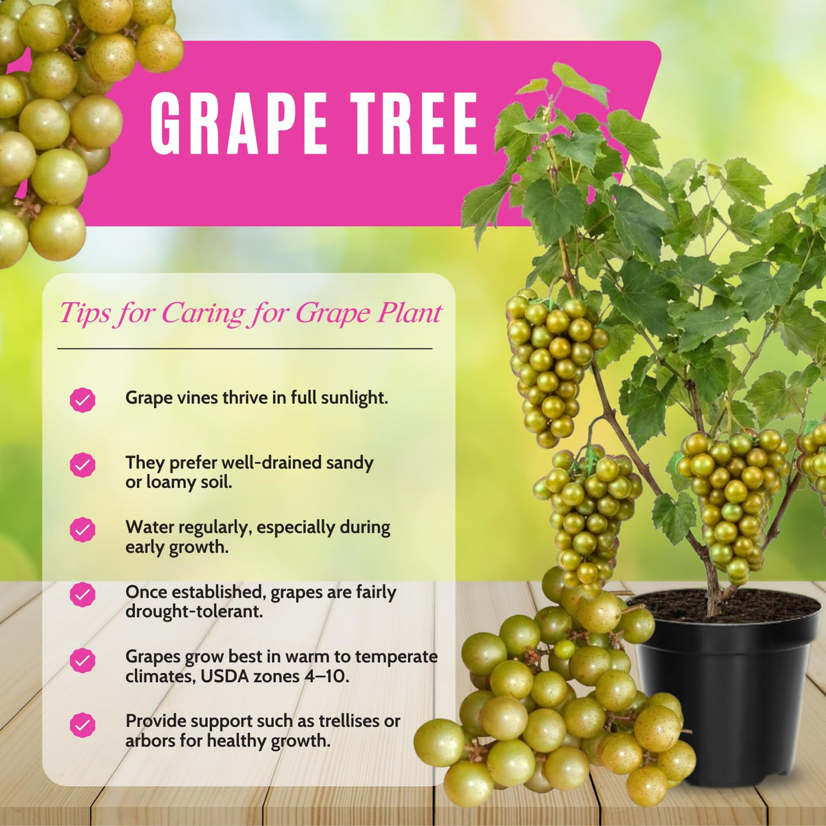 Bronze Muscadine Grape Plant Live, Sweet Grapes Vines, 6 Months Old, Sweet Grape Fruit Tree for Planting 4-8'' Tall