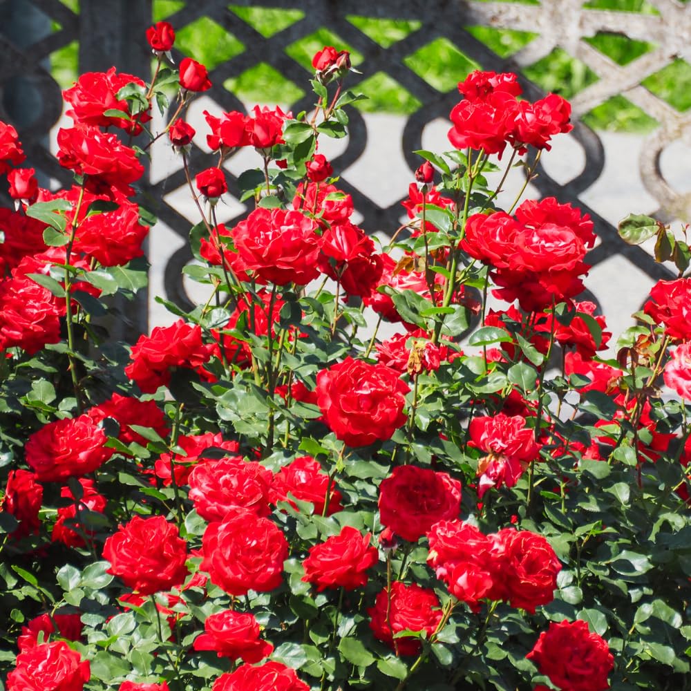 Red Rose Live Plants, Well Rooted from 2 to 3 Feet Tall, Live Rose Bushes Ready to Plant Outdoor, Compact Rose Bush for Gift and Garden