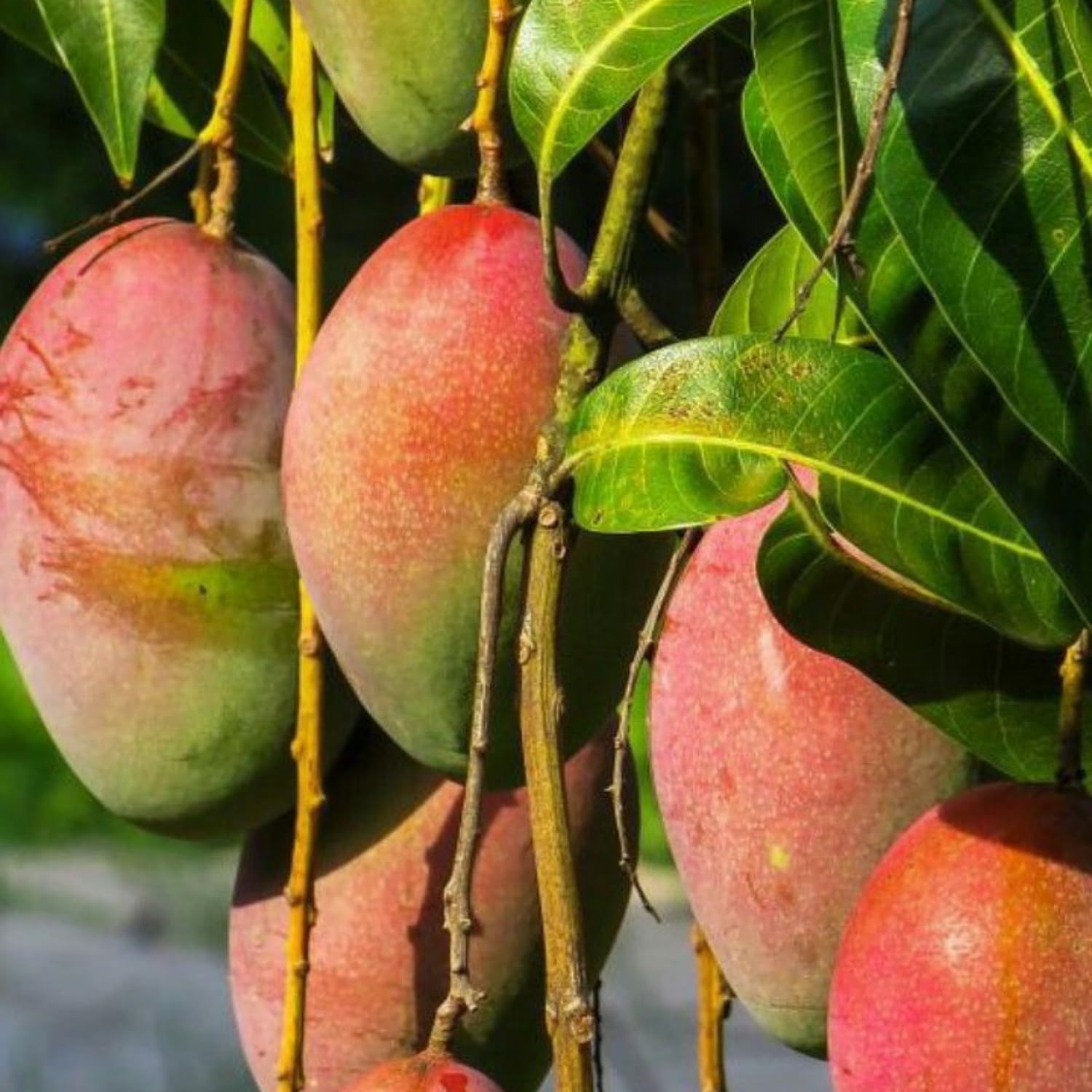 Large Carrie Mango Plant Live, Sweet Tropical Mango Live in 3 Gallon Pot, Mango Fruit Tree for Outdoor Planting, 3-4 Feet Tall, No Ship to CA