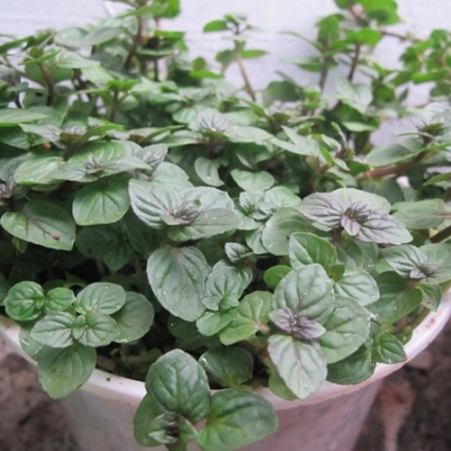 Pack 3 Chocolate Mint Live Plants, 4-8" Tall Fragrant Herb Mint Plants Live for Garden, Containers, Well Rooted Starter Plants