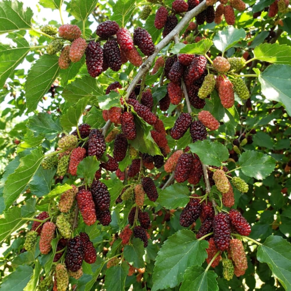 Red Mulberry Fruit Tree Live Plant, Sweet Edible Fruit Tree, 4-8 Inch Tall