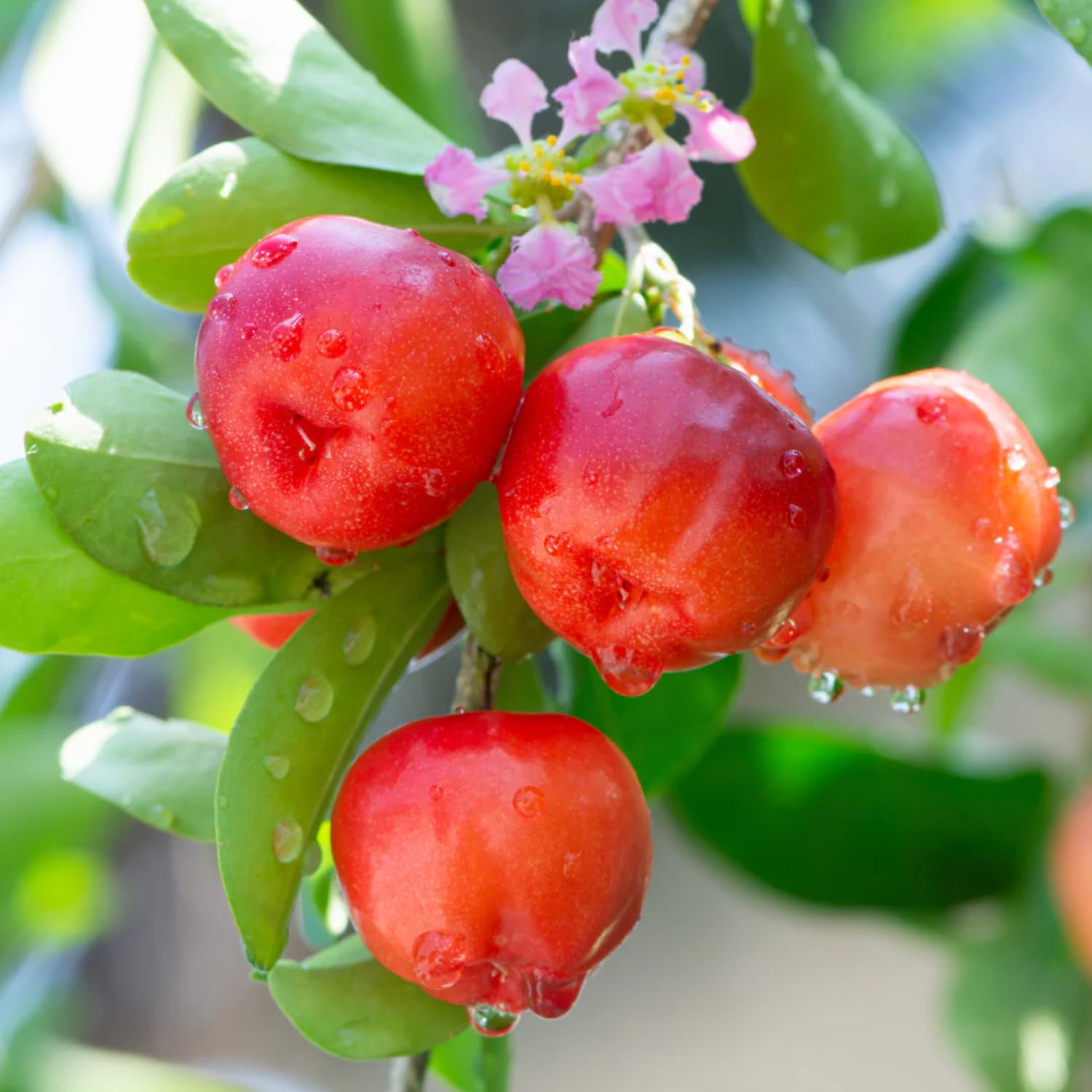 Barbados Cherry Plant, 4-8 Inch Tall, Acerola Cherry Seedling, Ready to Grow, No Pot