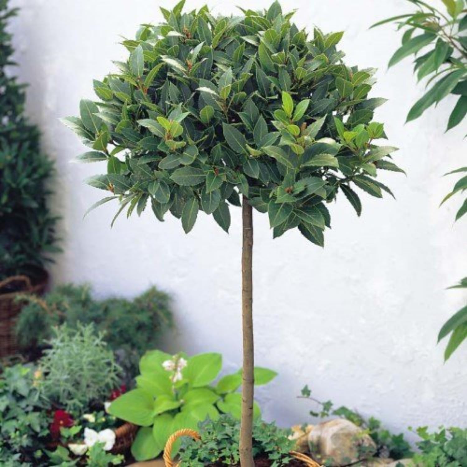 Bay Leaf Tree Live Plant, Cold Hardy, Fragrant Leaf, Bay Laurel Laurus Nobilis 6 Months Old for Planting