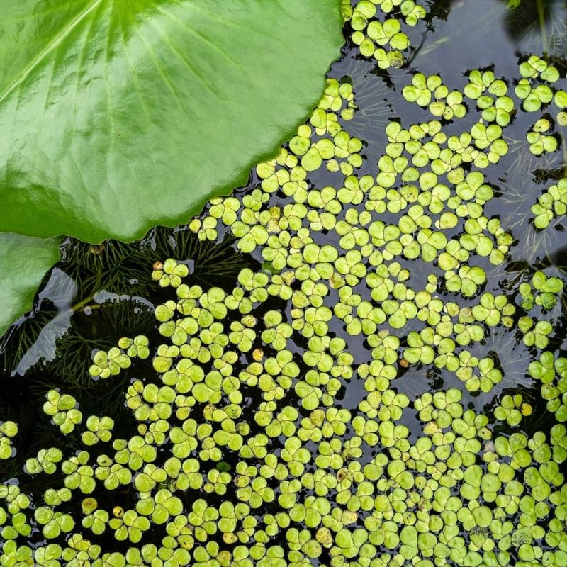 4000 Duckweed Plants, Green Duckweed Floating Aquarium Plants