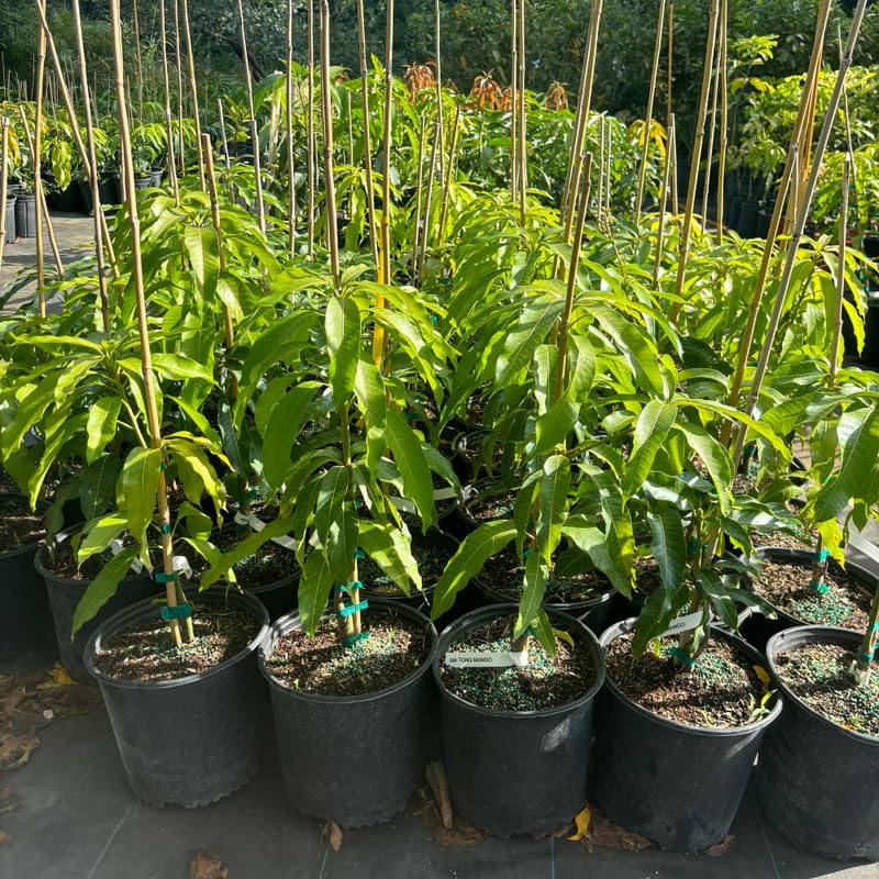 Mango Tree in 3 Gallon Pot, 2-3 Ft Tall Tropical Sweet Mango Fruit Live Plant, Perennial, No Ship to CA