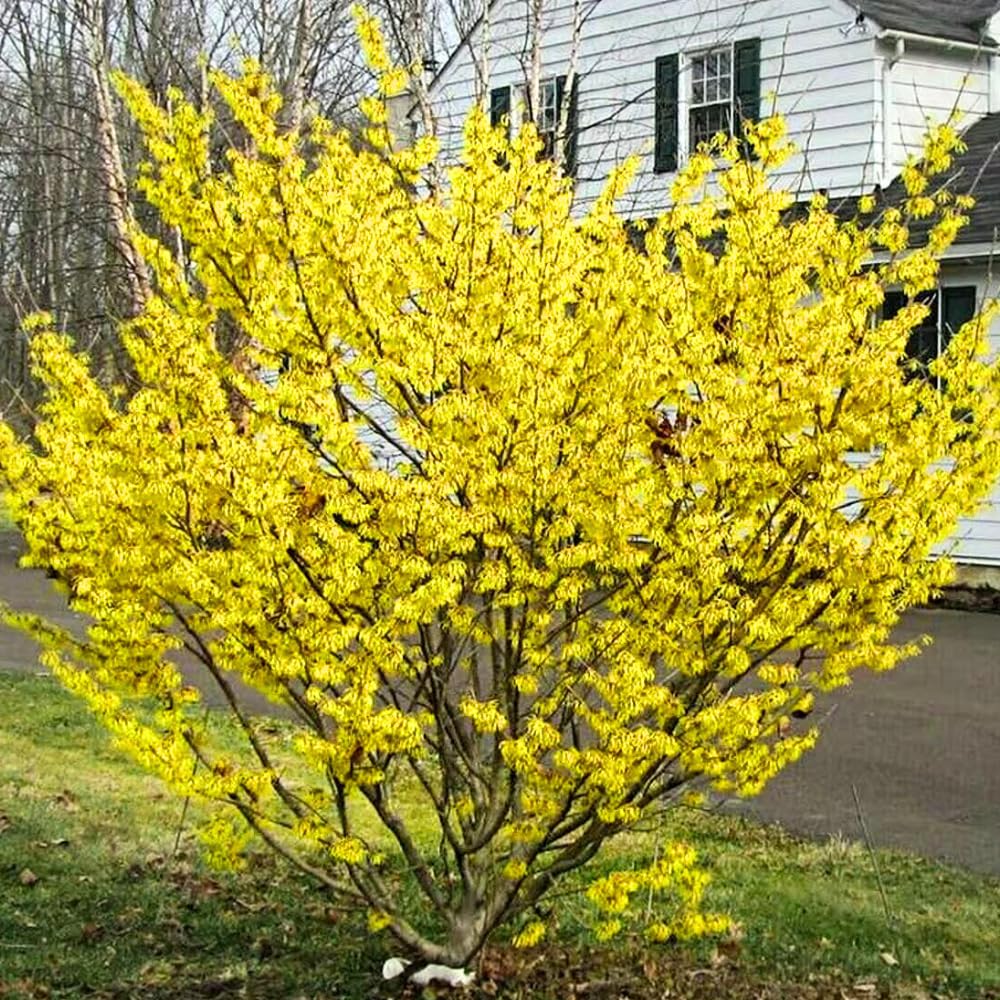 Live Witch Hazel Plant 12 Inch Tall, Hardy Perennial Shrub for Landscaping and Winter Flowers