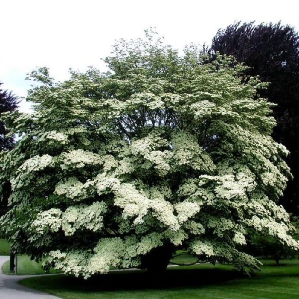 Dogwood Tree Live Plant, Flowering Dogwood Plant Well Rooted in Quart Pot, Dormant Hardy Ornamental Tree (Kousa Dogwood)