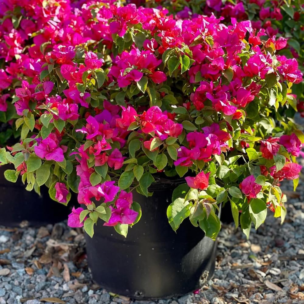 Set of 2 Bougainvillea Plants, Tropical Flowering Bougainvillea, Colorful Perennial Blooms, 5-8 Inches Tall for Indoor or Outdoor Planting (Pink Bougainvillea)