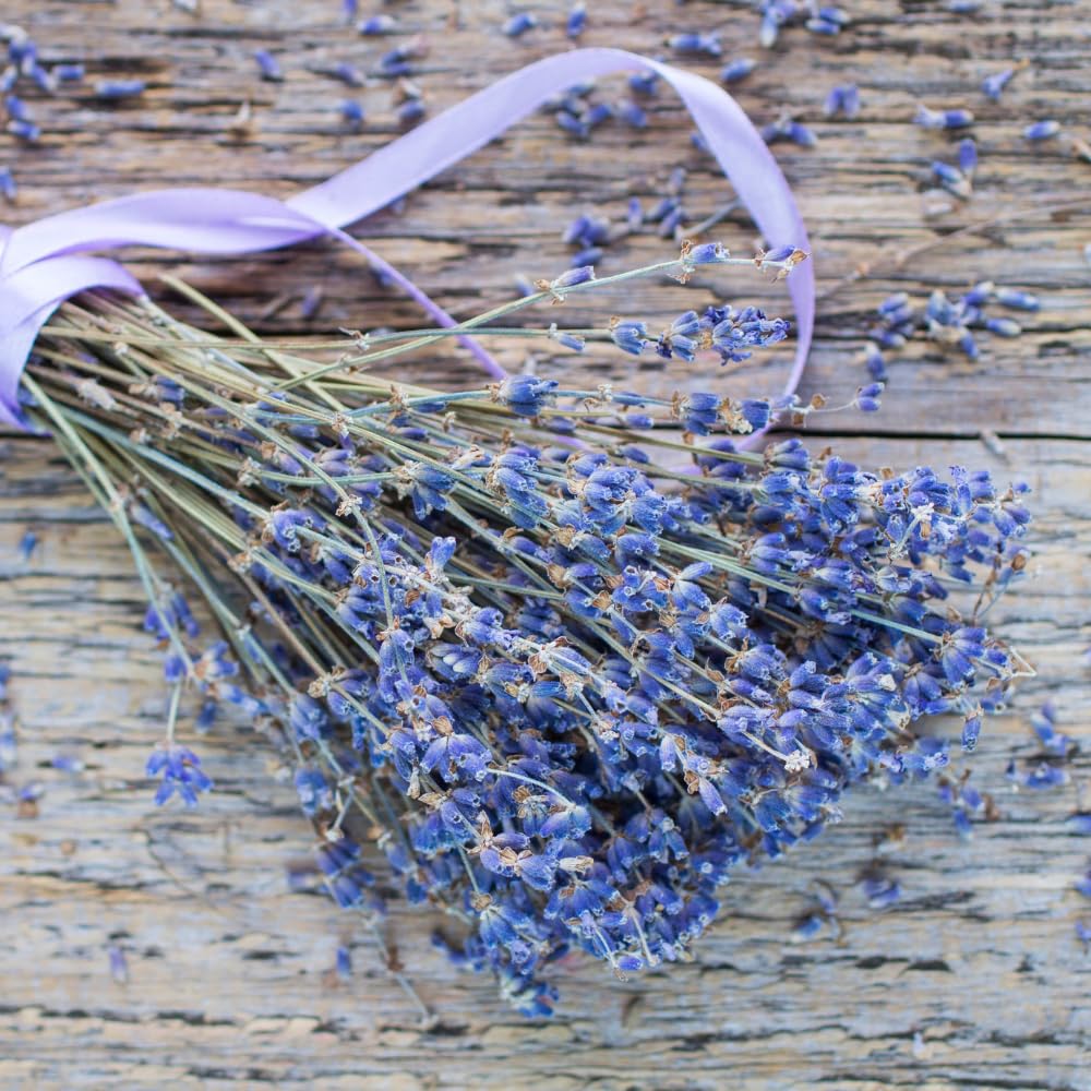 2 Lavender Plants, Live Lavender Flower Plant 2 to 4 Inch, Fragrant Shrub Indoor Outdoor Planting (Light Fragrant Lavender)
