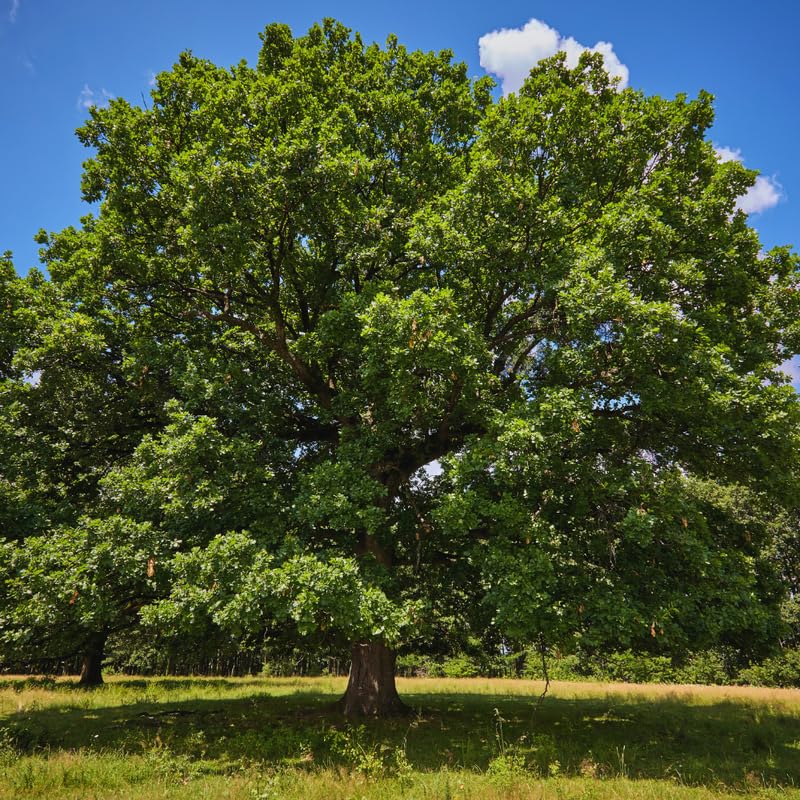 White Oak Tree Live Plant, Oak Plant for Gardening, 6 to 12 Inches Tall