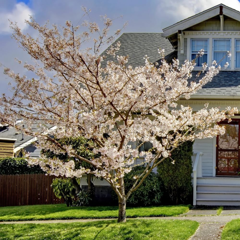 Cherry Blossom Tree Live Plant, 8-12" Tall, Ornamental Flowers for Outdoor Planting, in Pot (Snow Cherry)