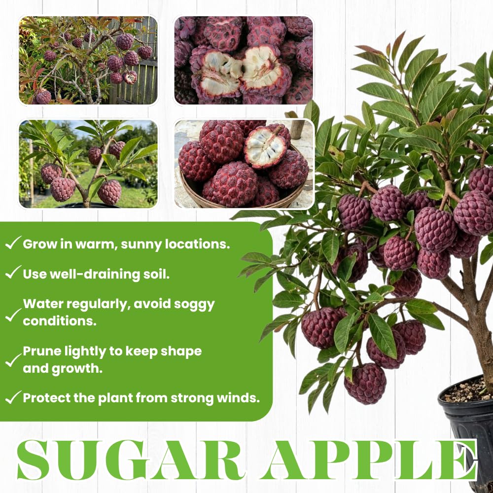 Apple Plant Live, Sweet Tropical Fruit, Sugar Apple Fruit Tree 2-3 Feet Tall in 3 Gallon Pot, Outdoor Planting, No Ship to CA (Red Sugar Apple)