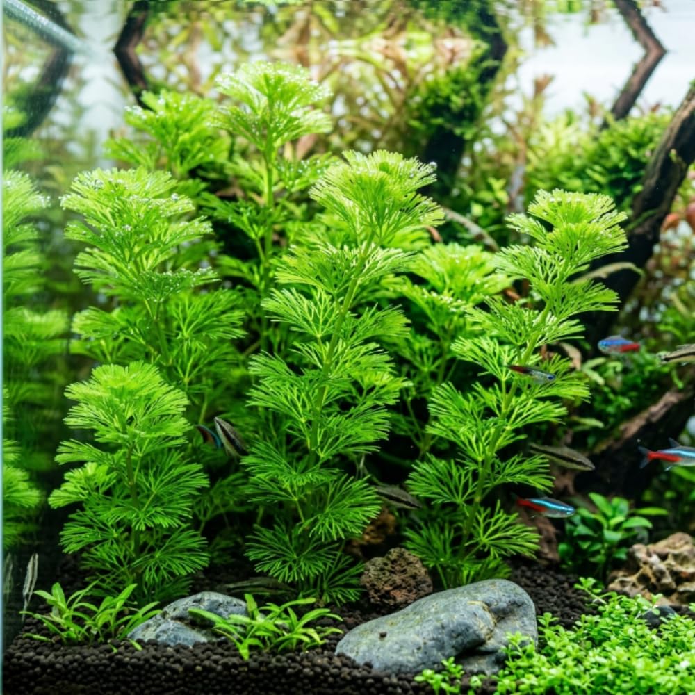 Green Cabomba Live Aquarium Plant, 1 Bundle, Freshwater Plant